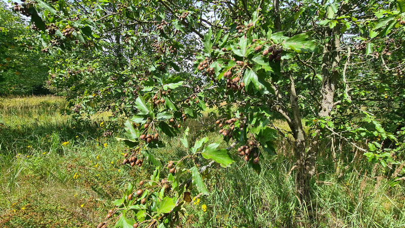 Saatgut der Elsbeere (Sorbus torminalis)