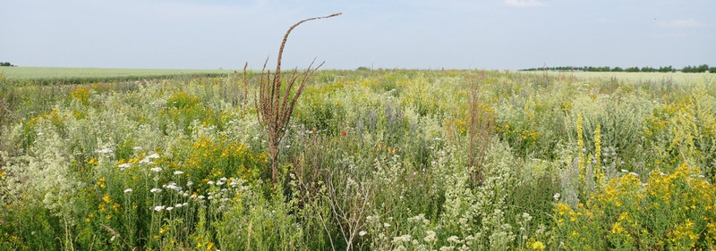 Blühstreifen aus einer AUKM Maßnahme, der nach über 5 Jahren Standzeit in eine Brache nach Ökoregelung 1a umgewandelt wurde.
