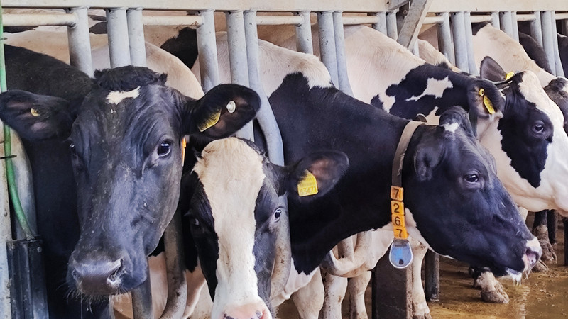 Zu sehen sind Kühe in einem Stall. 