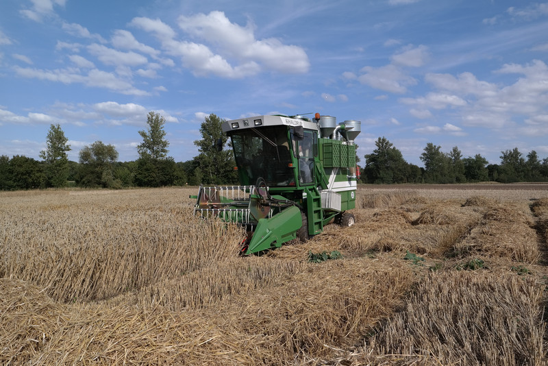 Zu sehen ist ein kleiner Parzellenmädrescher auf einem Kornfeld bei der Ernte. 